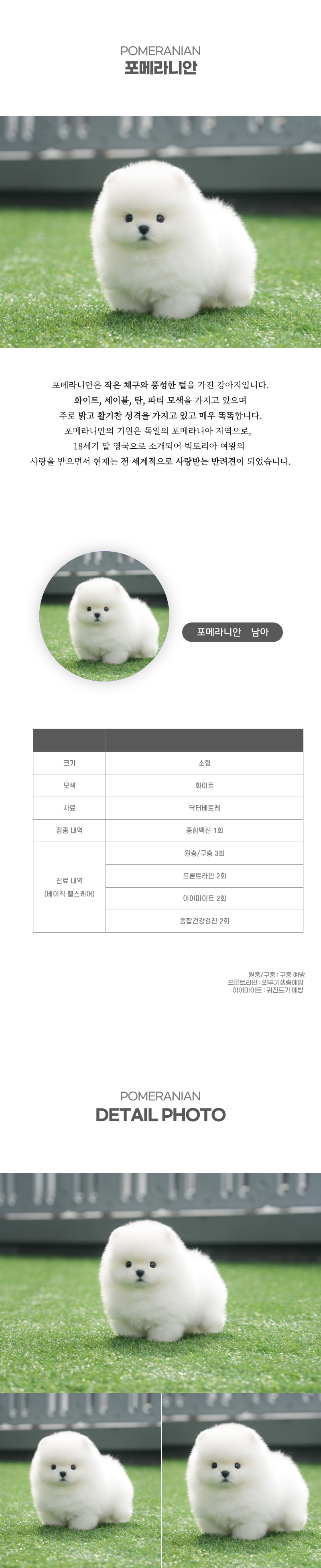 포메라니안_상세이미지_2
